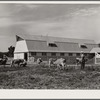 Driving cows into barn for milking. Wabash Farms, Indiana