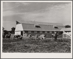 Driving cows into barn for milking. Wabash Farms, Indiana