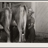 Milking in project dairy barn. Wabash Farms, Indiana