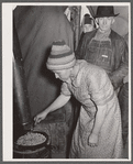 Wife of evicted sharecropper in tent along highway cooking beans obtained from surplus commodities. New Madrid County, Missouri