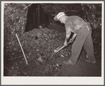 Hand loader. Before the introduction of machinery this method was used. Old Ben number eight mine. West Frankfort, Illinois
