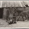 Walter Latta bringing horse in to be saddled. Bozeman, Montana