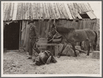 Walter Latta bringing horse in to be saddled. Bozeman, Montana