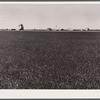 Scene on Henry Sheffels' 6,000-acre mechanized wheat farm. Cascade County, Montana