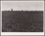 Scene on Henry Sheffels' 6,000-acre mechanized wheat farm. Cascade County, Montana