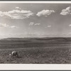 Sheep grazing. Madison County, Montana