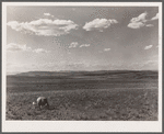Sheep grazing. Madison County, Montana