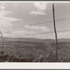Barbed wire fence. Cascade County, Montana