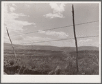 Barbed wire fence. Cascade County, Montana