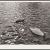 Swans at sunset. Great Falls, Montana