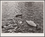 Swans at sunset. Great Falls, Montana