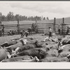 Branding in corral. Three Circle roundup. Montana