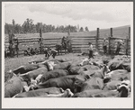 Branding in corral. Three Circle roundup. Montana