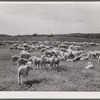 Sheep. Rosebud County, Montana
