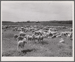 Sheep. Rosebud County, Montana
