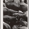 Freshly branded calves. Three Circle roundup. Custer Forest, Montana