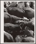 Freshly branded calves. Three Circle roundup. Custer Forest, Montana