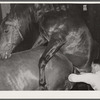 Obtaining semen from stallion for artificial insemination experiments. Miles City, Montana