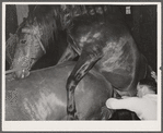 Obtaining semen from stallion for artificial insemination experiments. Miles City, Montana