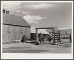 Ranchers riding through corral gate. Quarter Circle 'U' Ranch, Montana