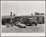 Loading the roundup truck. Quarter Circle 'U' Ranch, Montana