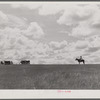 Cowhand with cattle. Three Circle roundup. Custer Forest, Montana