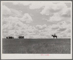 Cowhand with cattle. Three Circle roundup. Custer Forest, Montana