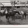 Horse breeding. Warren Brewster ranch. Montana