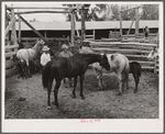 Horse breeding. Warren Brewster ranch. Montana