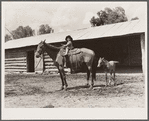 Little girl with mare. Warren Brewster ranch, Montana