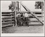 Vaccinating colt against blackleg. Warren Brewster ranch, Montana