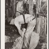 Shearing sheep. Rosebud County, Montana