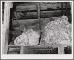 Wool from newly-shorn sheep. Rosebud County, Montana