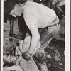 Shearing sheep. Rosebud County, Montana