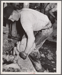 Shearing sheep. Rosebud County, Montana