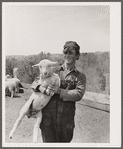 Sheepherder. Rosebud County, Montana