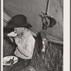 Rancher's son at dinner. Quarter Circle 'U' Ranch roundup. Big Horn County, Montana