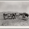 Saddling horses for the roundup. William Tonn ranch, Custer County, Montana