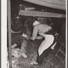 Cook. Quarter Circle 'U' Ranch roundup. Big Horn County, Montana