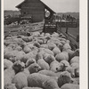 Sheep ready for shearing. Rosebud County, Montana