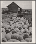 Sheep ready for shearing. Rosebud County, Montana