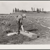 Filling salt box. Quarter Circle 'U' Ranch, Montana