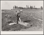 Filling salt box. Quarter Circle 'U' Ranch, Montana