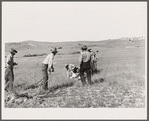 Branding. Quarter Circle 'U' Ranch roundup. Big Horn County, Montana