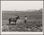 Quarter Circle 'U' Ranch roundup. Big Horn County, Montana