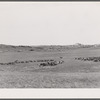 Quarter Circle 'U' Ranch roundup. Big Horn County, Montana