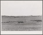 Quarter Circle 'U' Ranch roundup. Big Horn County, Montana