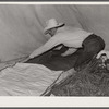 Cowboy making his bed. Quarter Circle 'U' Ranch roundup. Big Horn County, Montana