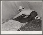 Cowboy making his bed. Quarter Circle 'U' Ranch roundup. Big Horn County, Montana