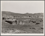 Cattle grazing near a homesteader's abandoned cabin. Unsuccessful attempts at farming have been followed by use of the land for grazing. Custer County, Montana